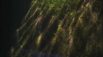 Underwater rock with moss and algae video