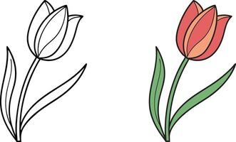 Simple Tulip Drawings Outline, Colored, Spring Flower, Botanical Illustration vector