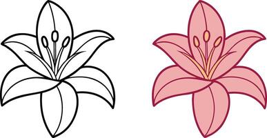 Lily Flower Coloring Page Outline and Pink Lily Illustration vector