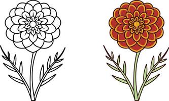 Marigold Flower Coloring Page Outline and Colored Version vector