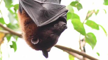 indio volador zorro murciélago colgando dormido en el techo - pteropus giganteus video