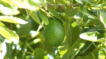 Hass avocado in a avocado tree video