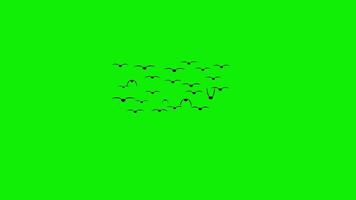 A flock of birds flying synchronized pattern front view 4k animation video