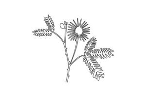 fresh mimosa pudica for home decor wall art poster print. Decorative touch-me-not flower for invitation card. Single line draw design graphic illustration vector