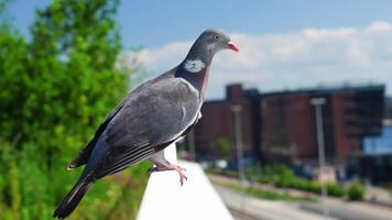 Wood pigeon perched on white railing in summer day with cityscape in background. Close up portrait of bird in city video
