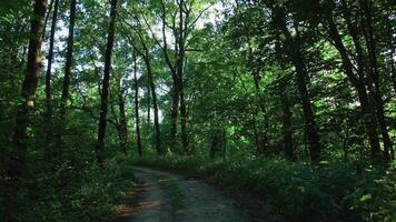 First point view of camera moving on countryside route through forest. Driving down empty road with trees on roadside at summer day with sunlight shining through green leaves video