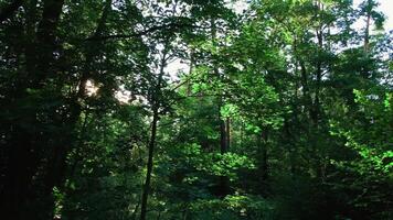 Sun rays shine through green forest trees leaves at summer day. Sunny morning in park. Nature background video