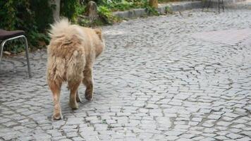 A fluffy Chow Chow dog is happily walking on a charming cobblestone path video