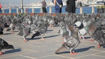 turkey istanbu l23 june 2024 ,Stock doves with feathered beaks adapt to sharing asphalt with people at events video