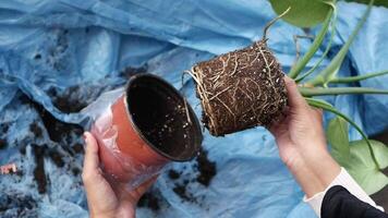 Hands Repotting a Houseplant on a Blue Tarp Surface video