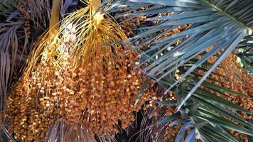Golden Date Palm Fruits Are Hanging Down in Abundance, Creating a Stunning Visual Appeal video
