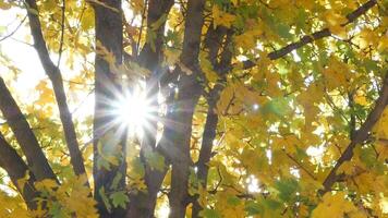 Autumn sunbeams through a maple tree video