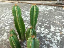 Cactus plants growing in a concrete area photo