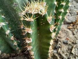 A cactus plant with spikes on it photo
