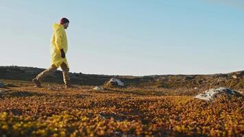 Young traveler in colorful yellow raincoat walks through northern tundra after rain. He sits down to rest on large rock while hiking video