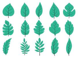 various kinds of leaves with different shapes, decorations vector