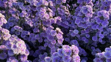Closeup colorful flowers in nature video