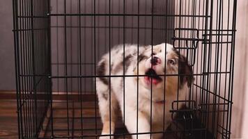 Cute Puppy of Aussie Australian Shepherd puppy in blue marble color does not want to sit in a black cage, he barks and tears outside. Punished, training video