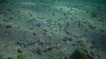 A large number of Small hermit crabs on the sandy bottom Diogenes pugilator and red mullet Mullus barbatus ponticus. Black Sea. Ukraine video