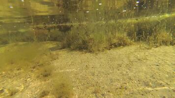 Green algae, small fish and shellfish on the bottom at a shallow depth. The Tiligul Liman, Odessa Region, Ukraine video