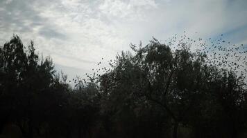 Flock of birds swarming against a blue sky with clouds. Large group of small birds flying close together hunting insects typical swarm like flocking behavior of starlings video