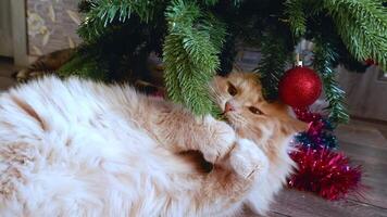 A funny fluffy red cat plays with a red ball on a Christmas tree. video