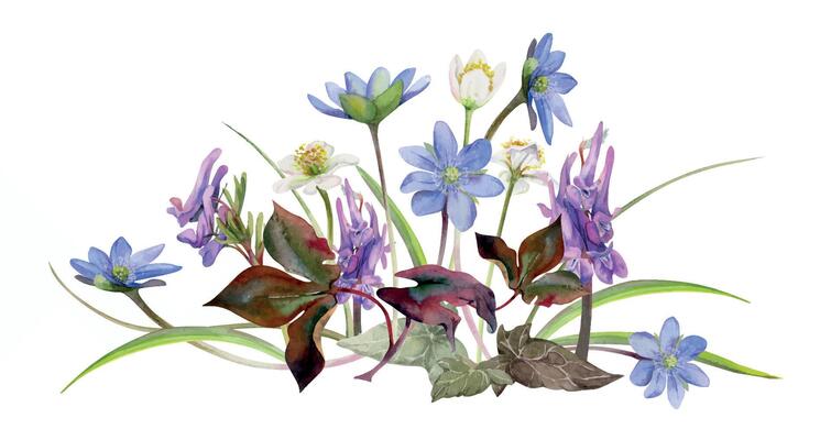 Spring forest flower, white anemone primrose, purple Corydalis pea vetch orchid, blue hepatica forget-me-not, isolated botanical illustration hand drawn in watercolor. Florist shop, wedding stationery