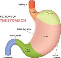 sections of the stomach diagram vector