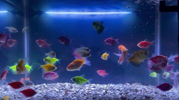 Glowfish and koki fish in aquarium video