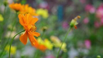 Beautiful an selective focusing on the side view of an orange cosmos flower in full bloom with its sharp stamens clearly visible inside video
