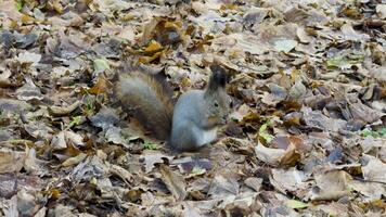 A squirrel sits on the forest floor covered with dry autumn leaves, nibbling on food. The soft earthy tones of the leaves highlight the peacefulness of this seasonal woodland moment video