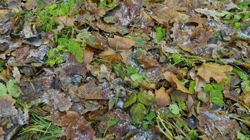 A close-up of autumn leaves scattered on the forest floor with a light dusting of frost. The mix of green, yellow, and brown foliage contrasts with the icy surface, capturing the essence of late video