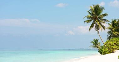 The amazing wild beach of the island of Maldives in the Indian Ocean. Azure water and palm trees. Palm shadow on the white sand video