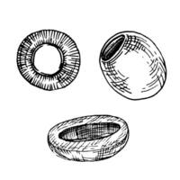 Olive branch and olives with and without pits, black and white drawing. Botanical illustration in ink, vector