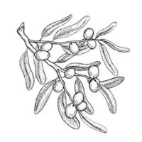 Olive branch and olives with and without pits, black and white drawing. Botanical illustration in ink vector