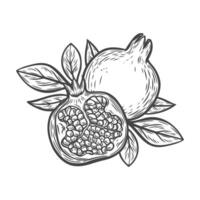 Pomegranate fruit with leaves in line drawing style vector