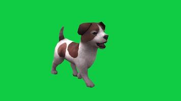 Small dog, cut puppy walk 3d render loop animation isolated on green screen background video