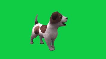 Cute puppy, small dog looking around movement front side view 3d render animation isolated on green screen video