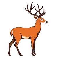 An American deer stands against a white backdrop vector