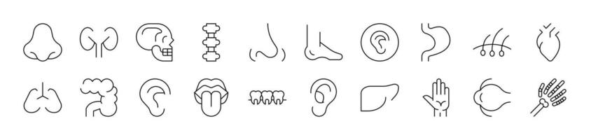 Internal Organs Outline Simple Linear Image Collection. Editable Stroke. Suitable for Web Sites, Books, Cards, Apps vector
