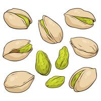 Collection of pistachios, nuts in shell and kernels, food illustration vector