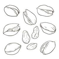 Set of pistachios, nuts in shell and kernels, hand drawn food illustration, line collection vector