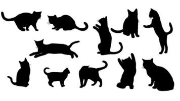 Collection of cat silhouettes in various poses on white background. vector