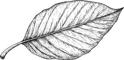 Detailed black and white botanical illustration of a single leaf. vector