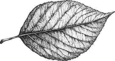 Detailed black and white drawing of a single leaf illustration. vector