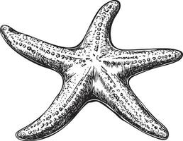 Hand-drawn starfish illustration with detailed texture and black outline. vector