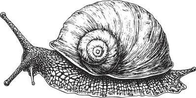 Detailed black and white sketch of a snail with a shell. vector