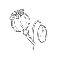 Sketch poppy heads with seeds, dry flower pods isolated on white background. Hand drawn natural plant, ingredient for bakery and culinary vector