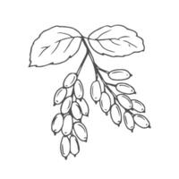 Barberry, twig and berries. Culinary berries and spices, hand-drawn. of sketches in small details. A black outline on a white background. illustration. vector