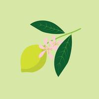Branch flowering lemon with fruits. Summer exotic and tropic elements. vector
